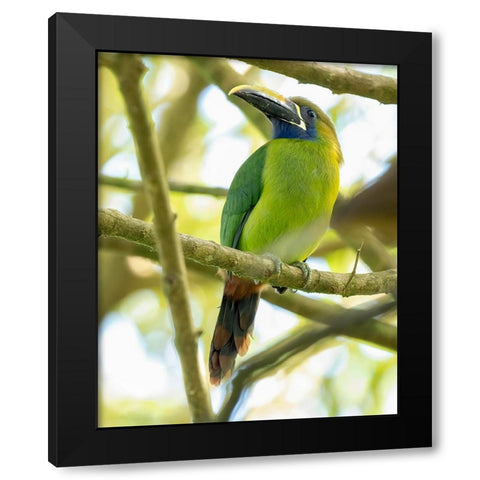 Emerald Toucanet- Costa Rica- Central America Black Modern Wood Framed Art Print with Double Matting by McDonald, Joe and Maryann