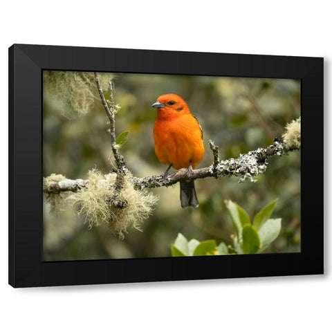 Flame-colored tanager- Costa Rica- Central America Black Modern Wood Framed Art Print with Double Matting by McDonald, Joe and Maryann