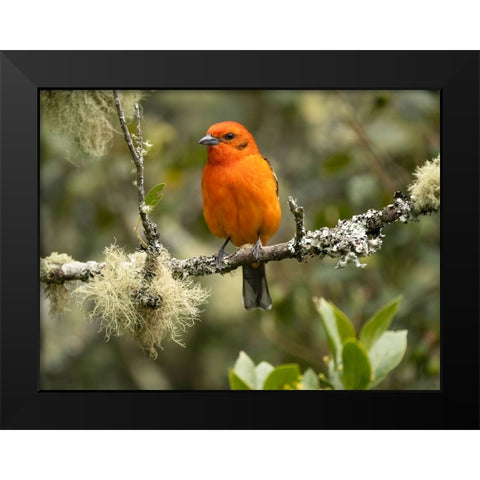 Flame-colored tanager- Costa Rica- Central America Black Modern Wood Framed Art Print by McDonald, Joe and Maryann