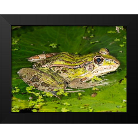 Forrers Grass Frog- Forrers Leopard Frog- Costa Rica Black Modern Wood Framed Art Print by McDonald, Joe and Maryann
