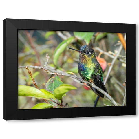 Fiery-throated hummingbird- Costa Rica- Central America Black Modern Wood Framed Art Print by McDonald, Joe and Maryann