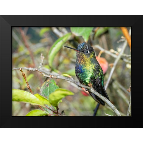 Fiery-throated hummingbird- Costa Rica- Central America Black Modern Wood Framed Art Print by McDonald, Joe and Maryann