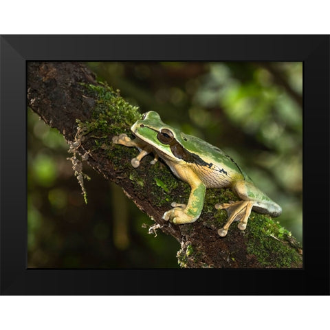 Masked Treefrog- Costa Rica- Central America Black Modern Wood Framed Art Print by McDonald, Joe and Maryann
