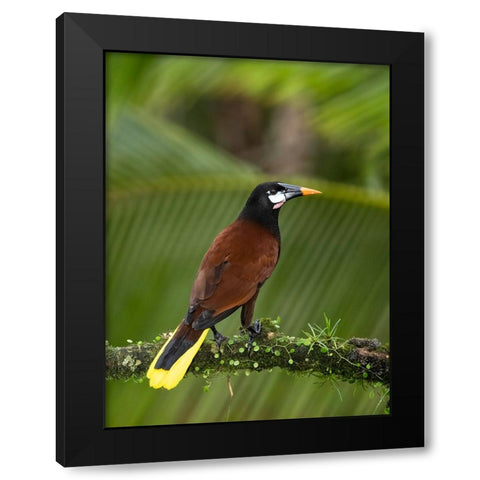 Montezuma oropendola- Costa Rica- Central America Black Modern Wood Framed Art Print by McDonald, Joe and Maryann