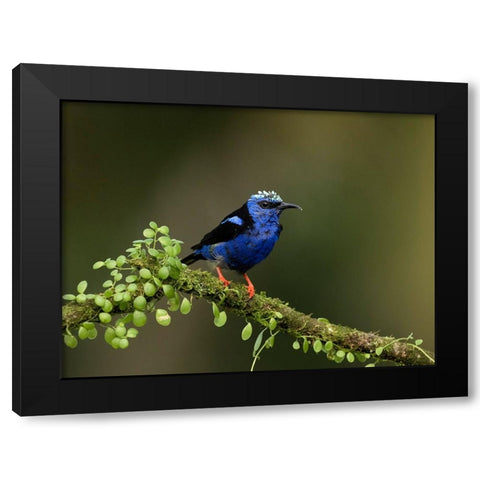 Red-legged honeycreeper- Costa Rica- Central America Black Modern Wood Framed Art Print with Double Matting by McDonald, Joe and Maryann