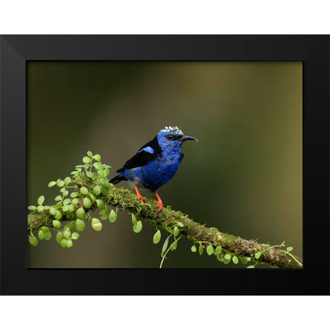 Red-legged honeycreeper- Costa Rica- Central America Black Modern Wood Framed Art Print by McDonald, Joe and Maryann
