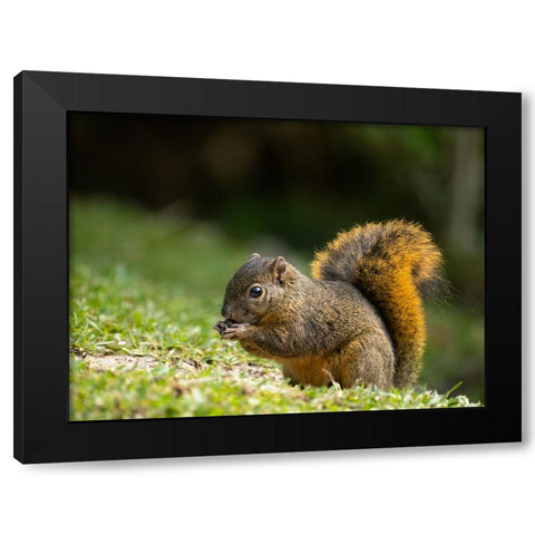 Red-tailed Squirrel- Bosque del Paz- Costa Rica Black Modern Wood Framed Art Print with Double Matting by McDonald, Joe and Maryann