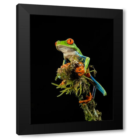 Red-eyed Treefrog- Costa Rica- Central America Black Modern Wood Framed Art Print by McDonald, Joe and Maryann