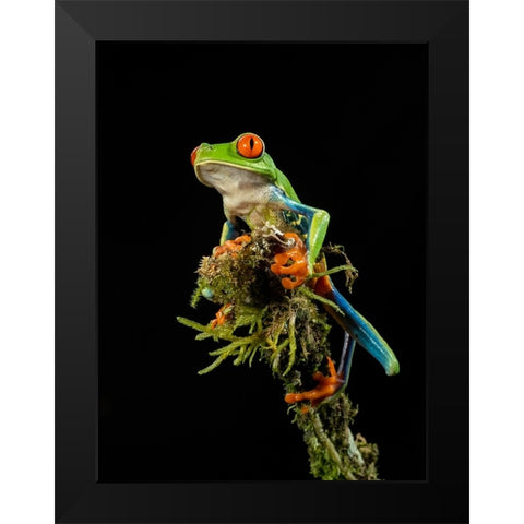 Red-eyed Treefrog- Costa Rica- Central America Black Modern Wood Framed Art Print by McDonald, Joe and Maryann
