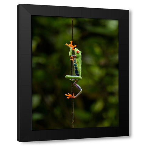 Red-eyed Treefrog- Costa Rica- Central America Black Modern Wood Framed Art Print by McDonald, Joe and Maryann