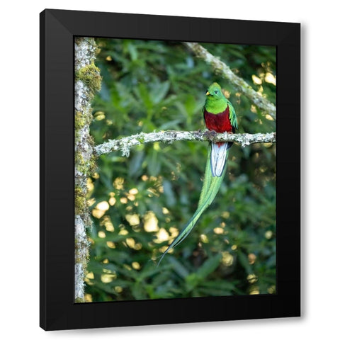 Resplendent quetzal- Costa Rica Black Modern Wood Framed Art Print by McDonald, Joe and Maryann