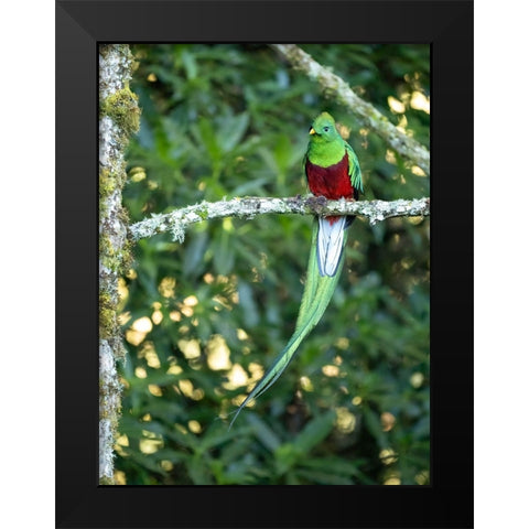 Resplendent quetzal- Costa Rica Black Modern Wood Framed Art Print by McDonald, Joe and Maryann