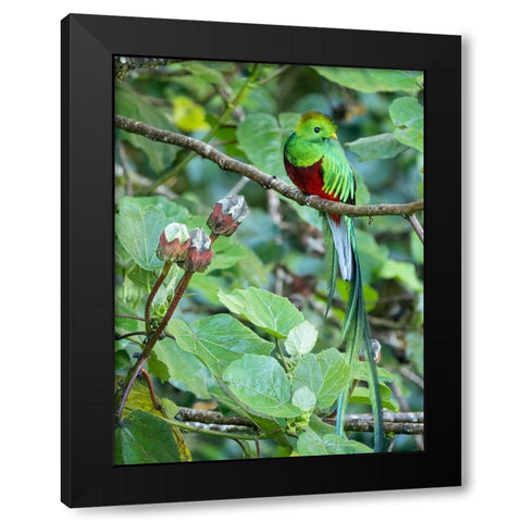 Resplendent quetzal- Costa Rica Black Modern Wood Framed Art Print by McDonald, Joe and Maryann