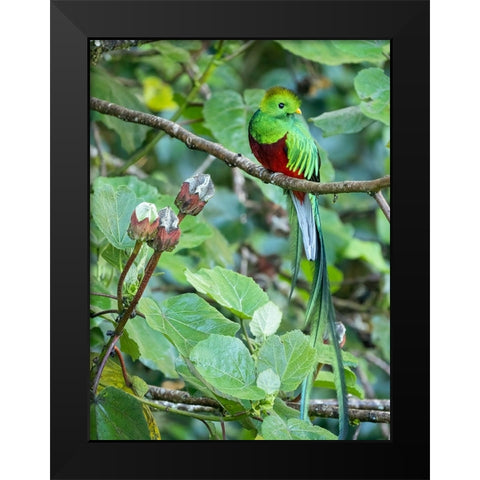 Resplendent quetzal- Costa Rica Black Modern Wood Framed Art Print by McDonald, Joe and Maryann