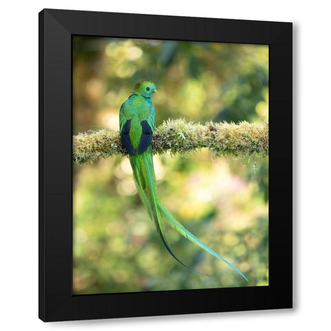 Resplendent quetzal- Costa Rica Black Modern Wood Framed Art Print by McDonald, Joe and Maryann
