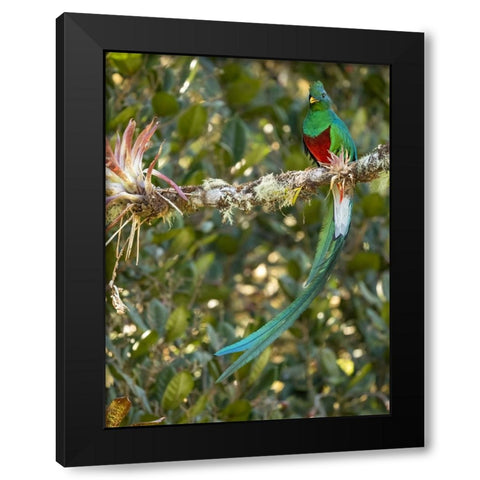 Resplendent quetzal- Costa Rica Black Modern Wood Framed Art Print with Double Matting by McDonald, Joe and Maryann