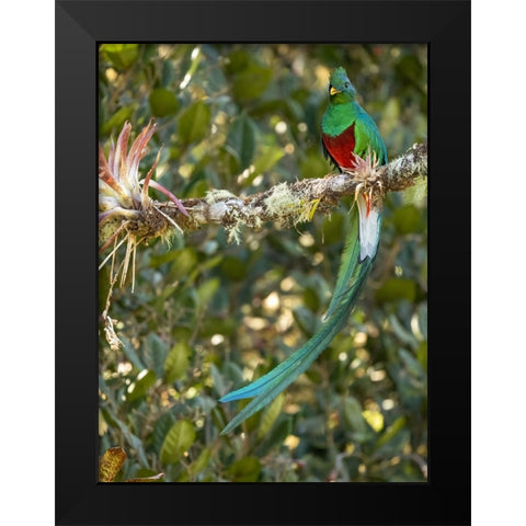 Resplendent quetzal- Costa Rica Black Modern Wood Framed Art Print by McDonald, Joe and Maryann