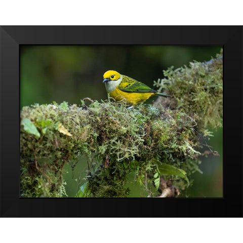 Silver-throated Tanager sitting on tree branch- Costa Rica- Central America Black Modern Wood Framed Art Print by McDonald, Joe and Maryann