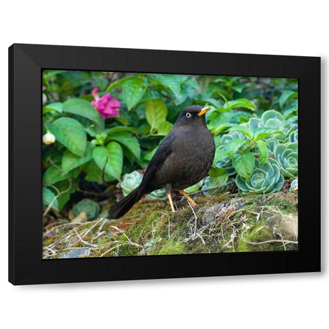 Sooty Robin- aka Sooty Thrush- Costa Rica- Central America Black Modern Wood Framed Art Print by McDonald, Joe and Maryann