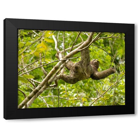 Brown-throated sloth- Costa Rica- Central America Black Modern Wood Framed Art Print by McDonald, Joe and Maryann