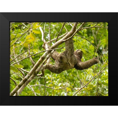 Brown-throated sloth- Costa Rica- Central America Black Modern Wood Framed Art Print by McDonald, Joe and Maryann