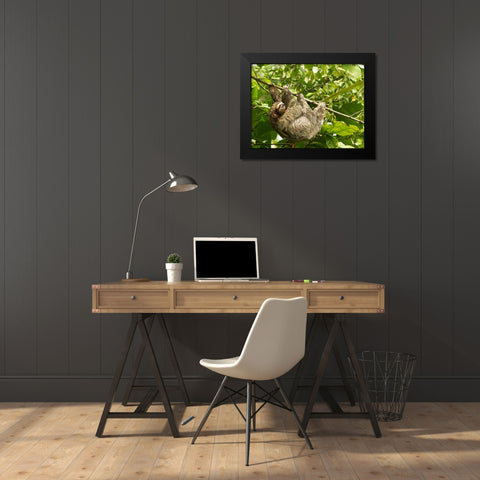Brown-throated sloth- Costa Rica- Central America Black Modern Wood Framed Art Print by McDonald, Joe and Maryann