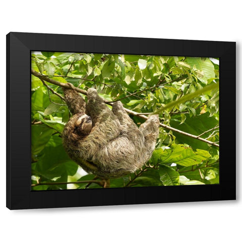 Brown-throated sloth- Costa Rica- Central America Black Modern Wood Framed Art Print by McDonald, Joe and Maryann