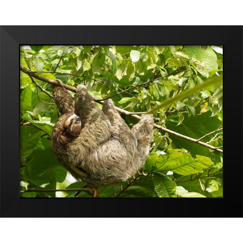 Brown-throated sloth- Costa Rica- Central America Black Modern Wood Framed Art Print by McDonald, Joe and Maryann