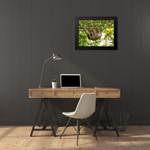 Brown-throated sloth- Costa Rica- Central America Black Modern Wood Framed Art Print by McDonald, Joe and Maryann