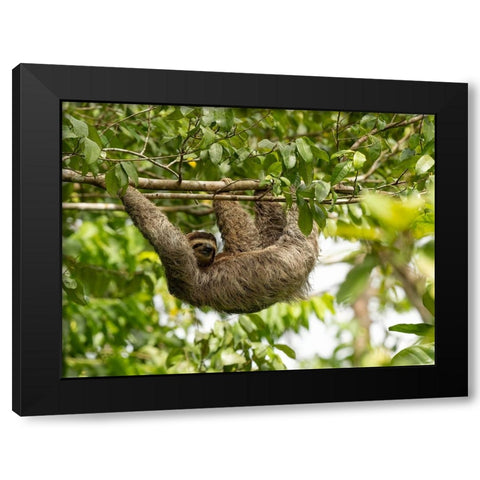 Brown-throated sloth- Costa Rica- Central America Black Modern Wood Framed Art Print by McDonald, Joe and Maryann