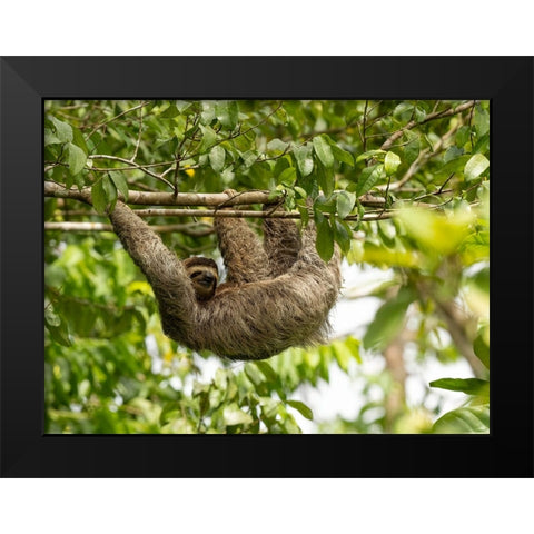 Brown-throated sloth- Costa Rica- Central America Black Modern Wood Framed Art Print by McDonald, Joe and Maryann