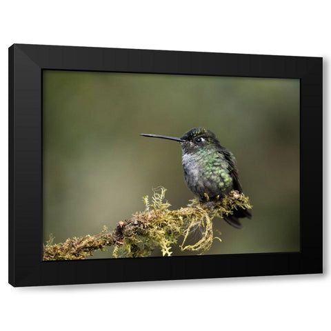 Talamanca Hummingbird- Costa Rica- Central America Black Modern Wood Framed Art Print with Double Matting by McDonald, Joe and Maryann
