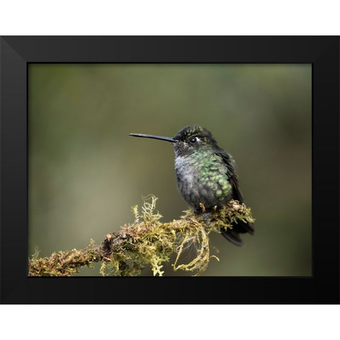 Talamanca Hummingbird- Costa Rica- Central America Black Modern Wood Framed Art Print by McDonald, Joe and Maryann