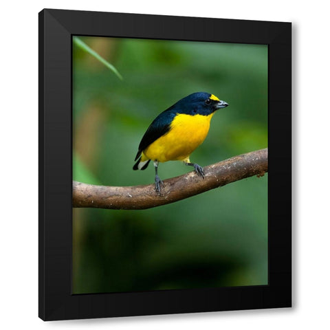 Yellow-throated euphonia perching- Costa Rica- Cantal America Black Modern Wood Framed Art Print with Double Matting by McDonald, Joe and Maryann