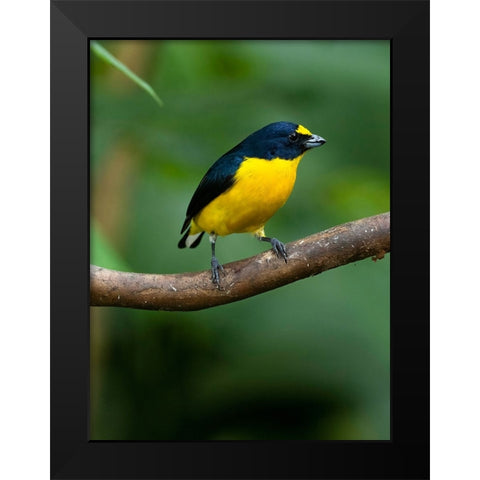 Yellow-throated euphonia perching- Costa Rica- Cantal America Black Modern Wood Framed Art Print by McDonald, Joe and Maryann