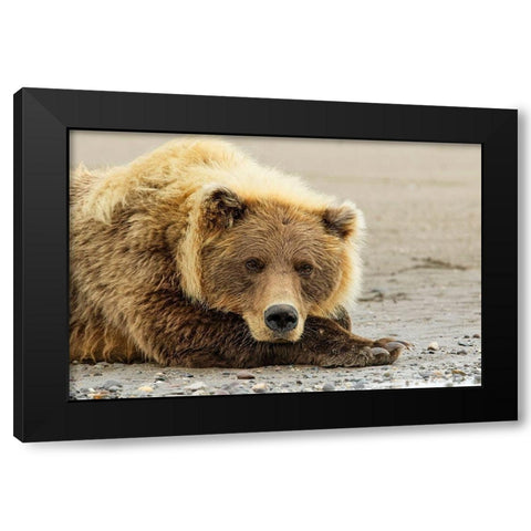 Brown bear resting on the beach-Silver Salmon Creek-Lake Clark National Park-Alaska Black Modern Wood Framed Art Print with Double Matting by Jones, Adam