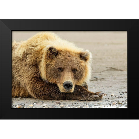 Brown bear resting on the beach-Silver Salmon Creek-Lake Clark National Park-Alaska Black Modern Wood Framed Art Print by Jones, Adam