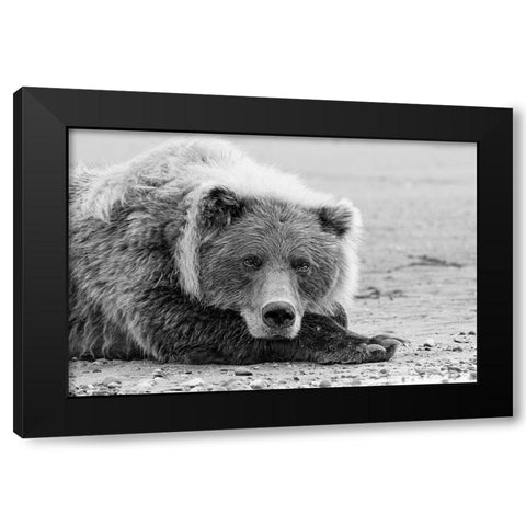 Brown bear resting on the beach-Silver Salmon Creek-Lake Clark National Park-Alaska Black Modern Wood Framed Art Print by Jones, Adam