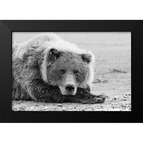 Brown bear resting on the beach-Silver Salmon Creek-Lake Clark National Park-Alaska Black Modern Wood Framed Art Print by Jones, Adam