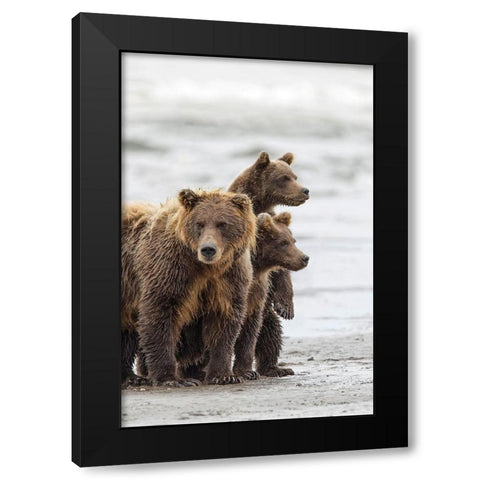 Female Brown bear and cubs-Silver Salmon Creek-Lake Clark National Park-Alaska Black Modern Wood Framed Art Print by Jones, Adam