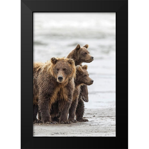 Female Brown bear and cubs-Silver Salmon Creek-Lake Clark National Park-Alaska Black Modern Wood Framed Art Print by Jones, Adam