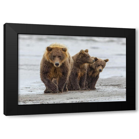 Female Brown bear and cubs-Silver Salmon Creek-Lake Clark National Park-Alaska Black Modern Wood Framed Art Print with Double Matting by Jones, Adam