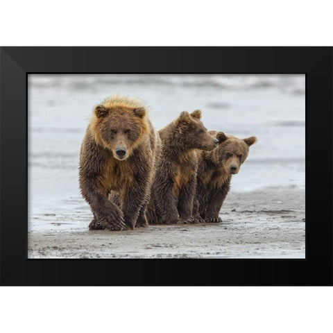 Female Brown bear and cubs-Silver Salmon Creek-Lake Clark National Park-Alaska Black Modern Wood Framed Art Print by Jones, Adam