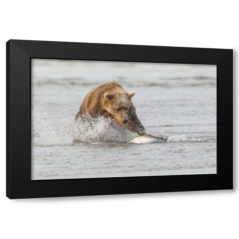 Brown bear chasing salmon-Silver Salmon Creek-Lake Clark National Park-Alaska Black Modern Wood Framed Art Print by Jones, Adam