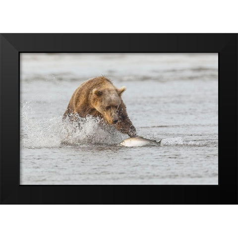 Brown bear chasing salmon-Silver Salmon Creek-Lake Clark National Park-Alaska Black Modern Wood Framed Art Print by Jones, Adam