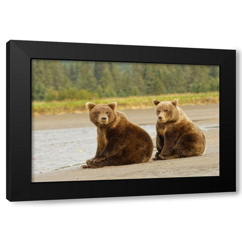 Brown bear cubs nursing-Silver Salmon Creek-Lake Clark National Park-Alaska Black Modern Wood Framed Art Print by Jones, Adam