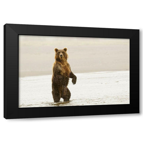 Brown bear standing upright-Silver Salmon Creek-Lake Clark National Park-Alaska Black Modern Wood Framed Art Print with Double Matting by Jones, Adam