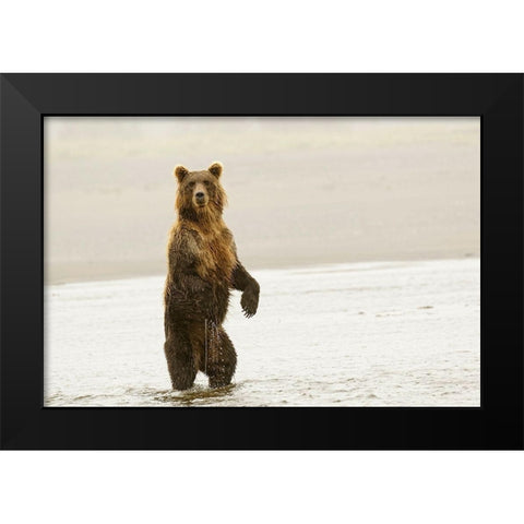 Brown bear standing upright-Silver Salmon Creek-Lake Clark National Park-Alaska Black Modern Wood Framed Art Print by Jones, Adam