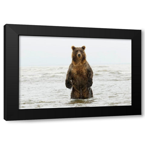 Brown bear standing upright-Silver Salmon Creek-Lake Clark National Park-Alaska Black Modern Wood Framed Art Print by Jones, Adam