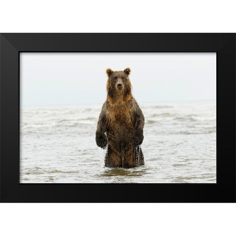 Brown bear standing upright-Silver Salmon Creek-Lake Clark National Park-Alaska Black Modern Wood Framed Art Print by Jones, Adam